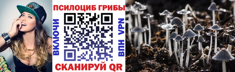 Псилоцибиновые грибы Psilocybine cubensis  где купить   Киселёвск 